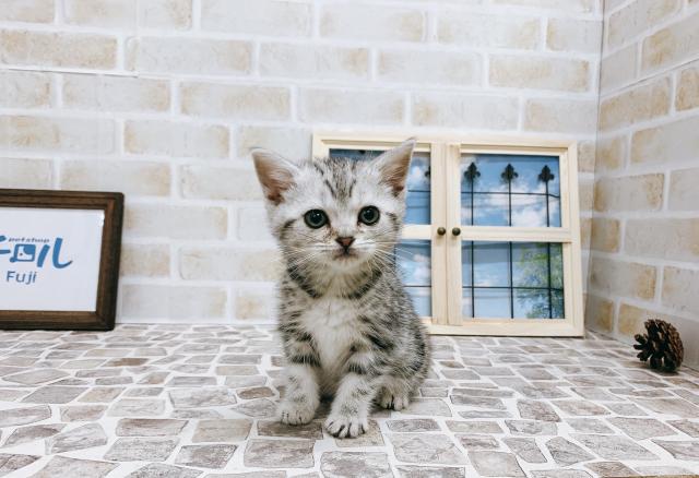 アメリカンショートヘアー