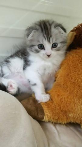 スコティッシュフォールド