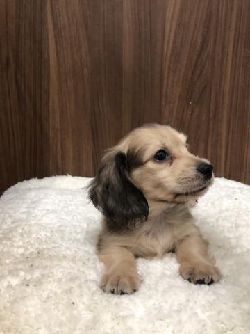 ミニチュアダックスフンド