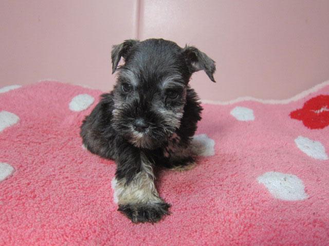 ミニチュアシュナウザー