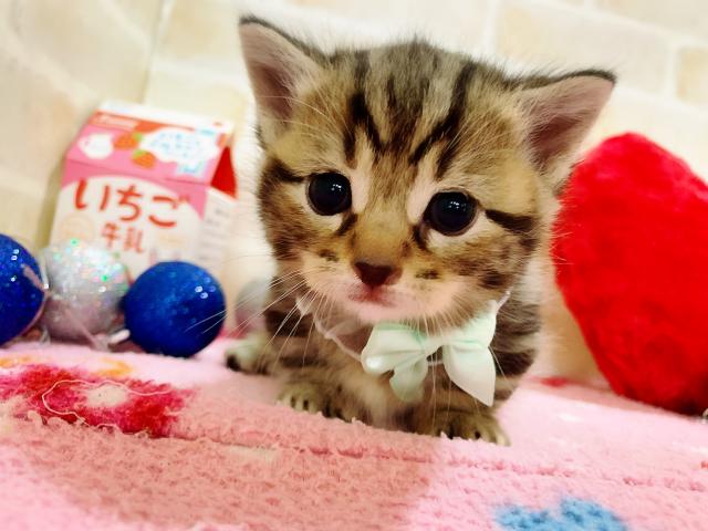 ジェネッタ短足ちゃん＼(^o^)／