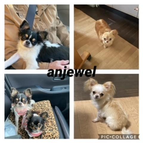 anjewel犬舎