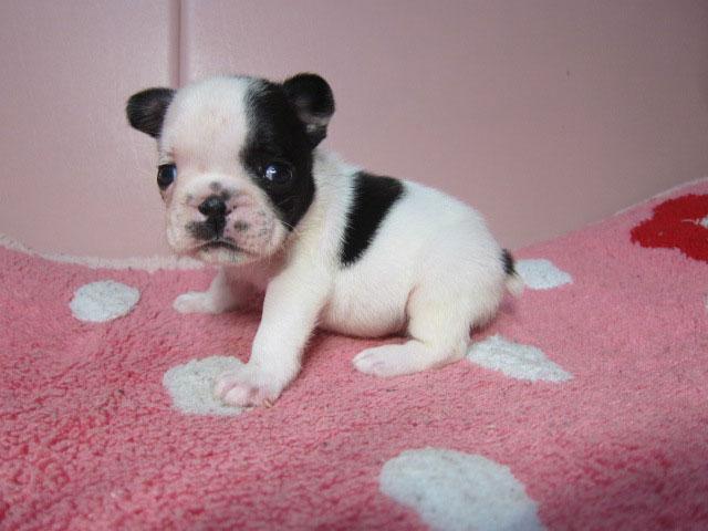 フレンチブルドッグ