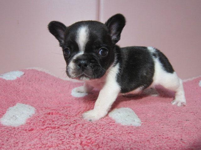 フレンチブルドッグ