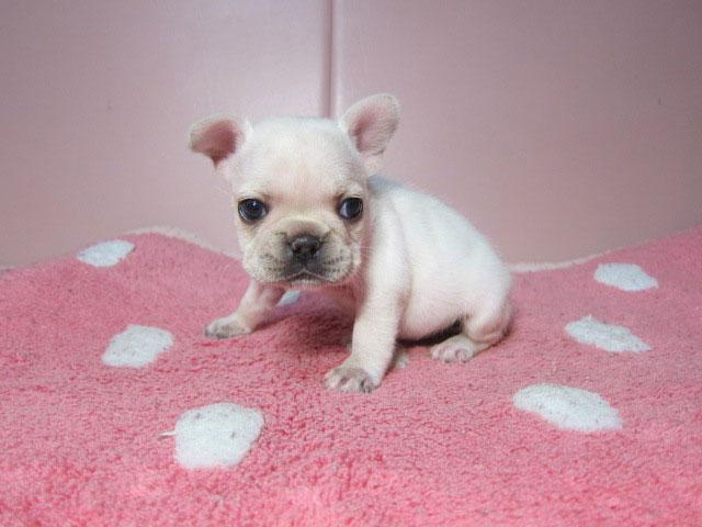 フレンチブルドッグ