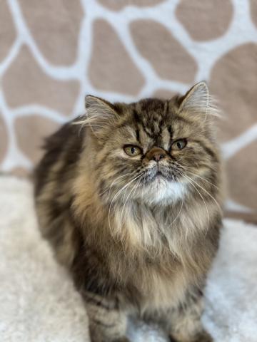 ペルシャ・ヒマラヤン