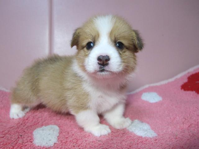 ウェルシュコーギーペンブローク