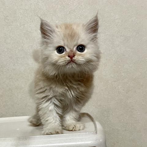 ミヌエット(旧ナポレオン)