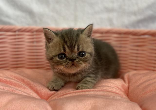 エキゾチックショートヘアー