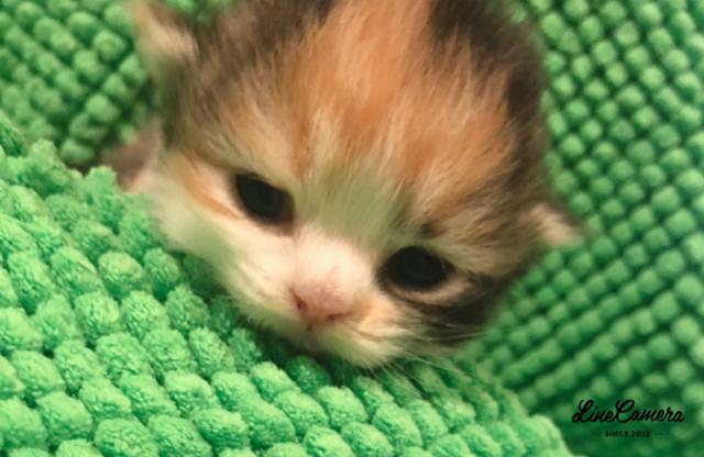 ミヌエット（旧ナポレオン）