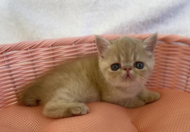 エキゾチックショートヘアー