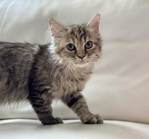 ミヌエット（旧ナポレオン）