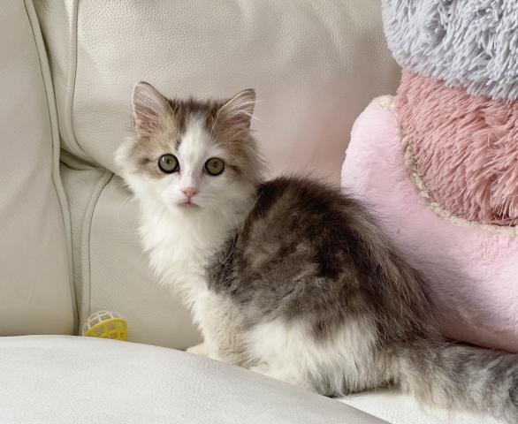 ミヌエット（旧ナポレオン）♡足長ちゃん