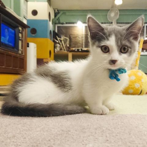 マンチカン男の子(短足)