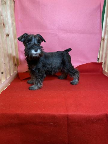 ミニチュアシュナウザー