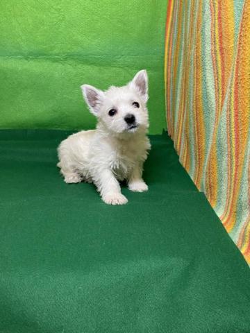 ウエストハイランドホワイトテリア