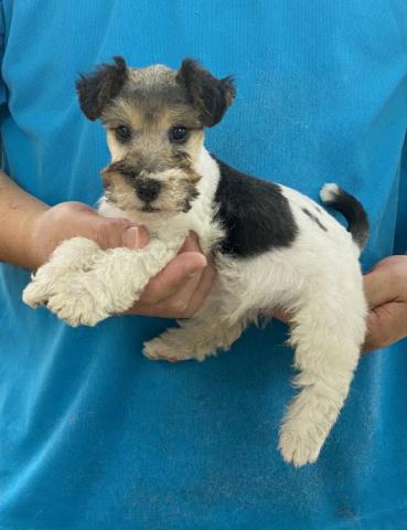 ワイアーフォックステリア