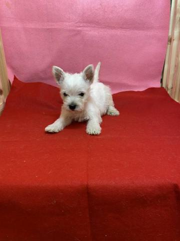 ウエストハイランドホワイトテリア