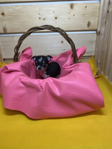 チワワ（スムースコート）