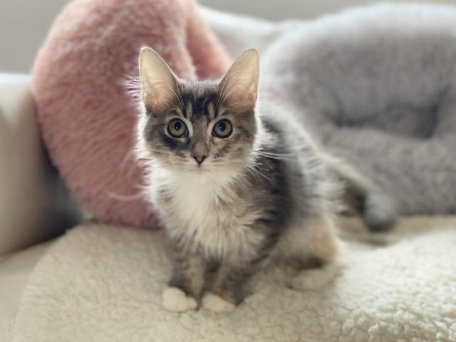 サイベリアン♡良血統