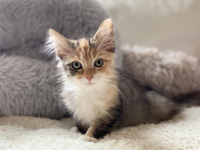 サイベリアン♡良血統