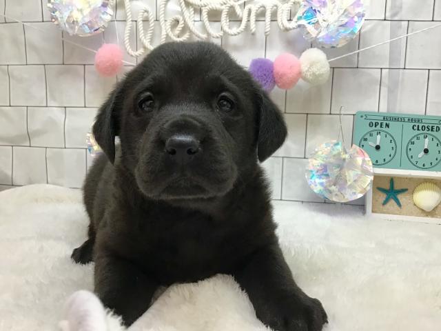 ラブラドールレトリーバー