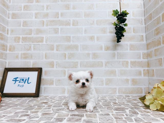 チワワ（ロングコート）