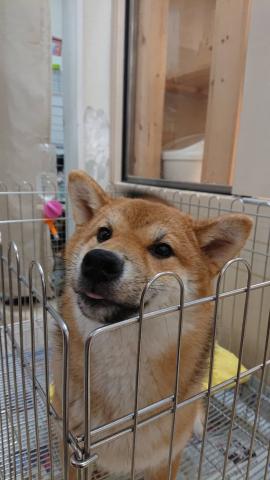 柴犬