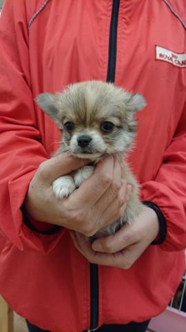 チワワ（ロングコート）