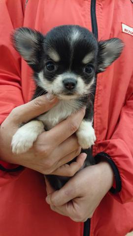 チワワ（ロングコート）