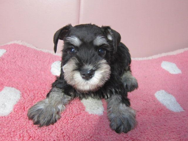 ミニチュアシュナウザー