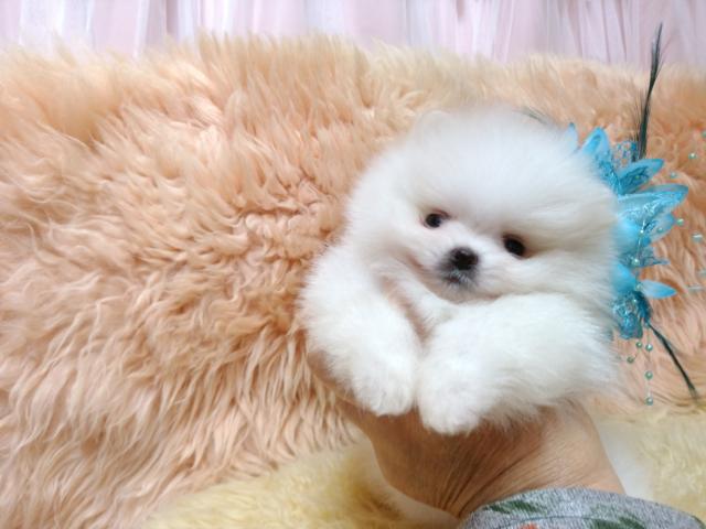 ポメラニアン