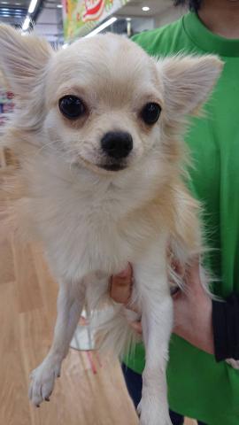 チワワ（ロングコート）