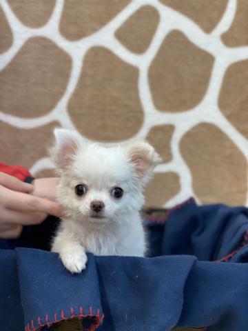 チワワ(ロングコート)