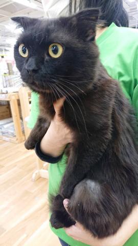 スコティッシュフォールド