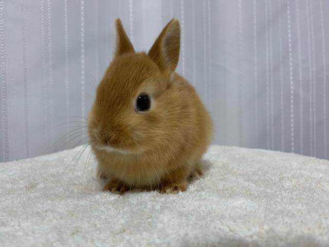 ネザーランドドワーフ