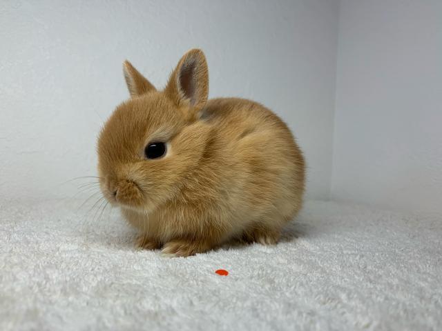 ネザーランドドワーフ