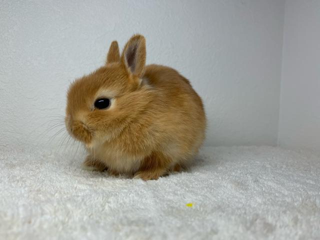 ネザーランドドワーフ