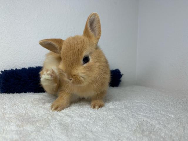 ネザーランドドワーフ