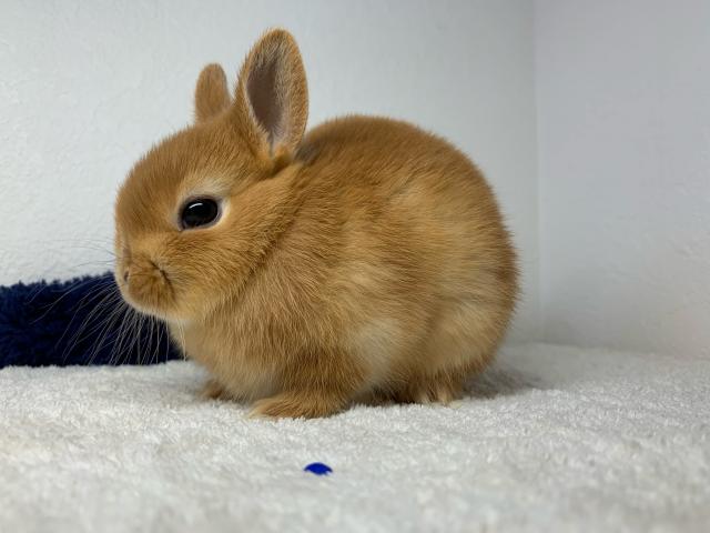 ネザーランドドワーフ