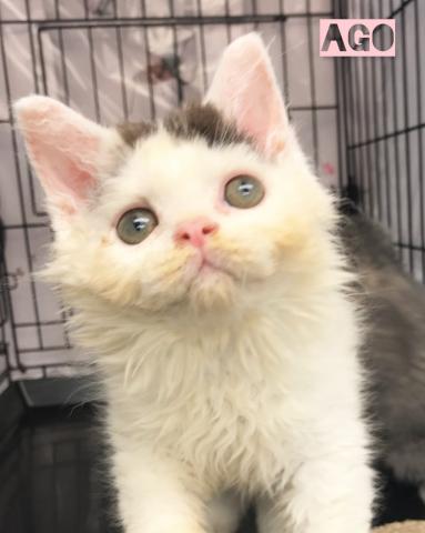 子犬や子猫たちのペット販売情報が満載「ペットステーション」