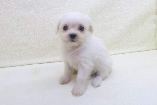 かねだい海老名店 神奈川県 子犬や子猫たちのペット販売情報が満載 ペットステーション かねだい海老名店 神奈川県 子犬や子猫たちのペット販売情報が満載 ペットステーション