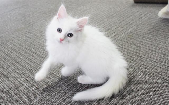 メインクーン 💕飼い猫で一番の大型猫種💕 - 子犬や子猫たちのペット 