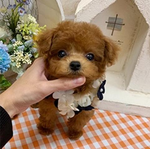 トイプードルティーカップ