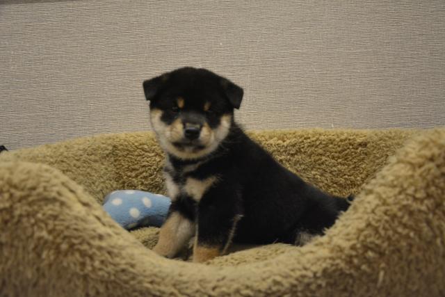 柴犬