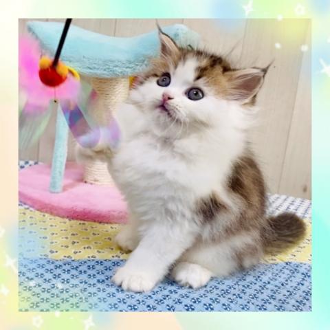 ラガマフィン