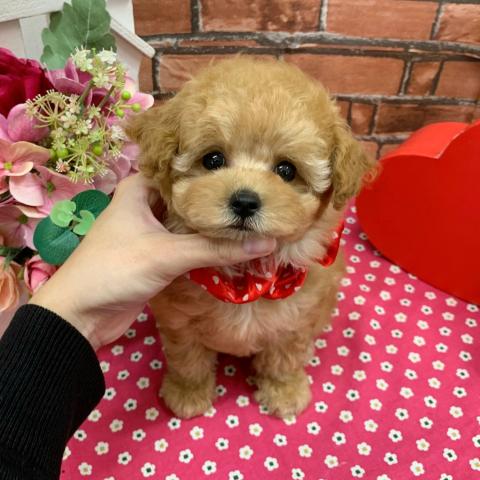 トイプードル小タイニーちゃん！