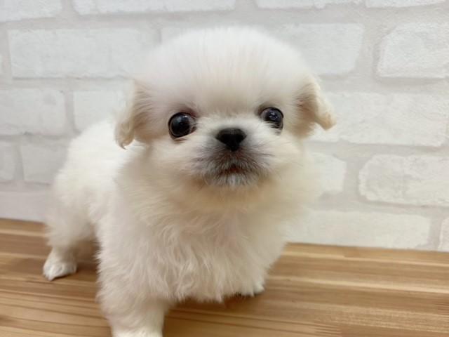 ペキニーズ