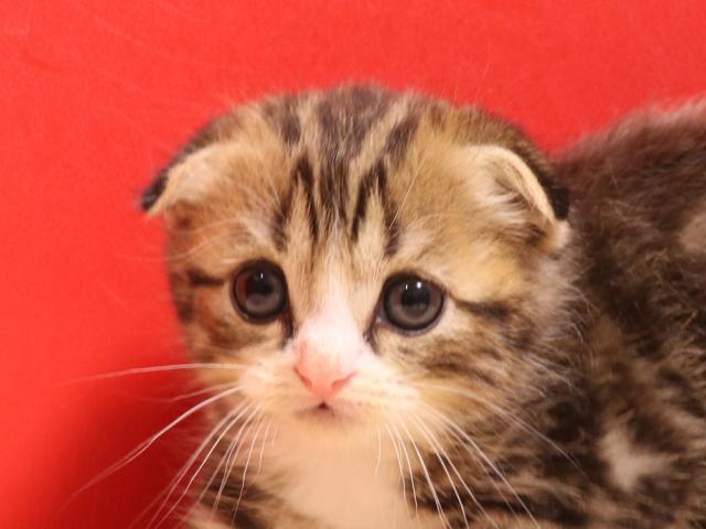 スコティッシュフォールド