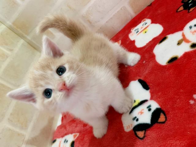 マンチカン短足くんଘ(੭ˊ꒳​ˋ)੭✧